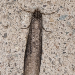 Lepidoscia saxosa at Melba, ACT - 20 Jun 2022