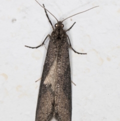 Lepidoscia (genus) ADULTS (A Case moth) at Melba, ACT - 20 Jun 2022 by kasiaaus