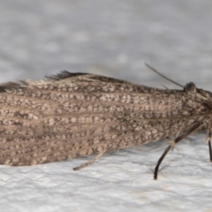 Lepidoscia saxosa at Melba, ACT - 20 Jun 2022 11:35 PM