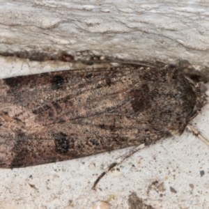 Agrotis porphyricollis at Melba, ACT - 22 Jun 2022 10:22 PM