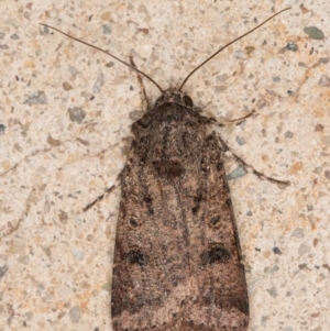 Agrotis porphyricollis at Melba, ACT - 22 Jun 2022 10:22 PM