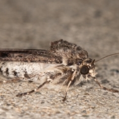 Agrotis porphyricollis at Melba, ACT - 22 Jun 2022