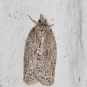 Isotenes miserana at Melba, ACT - 23 Jun 2022 11:40 PM