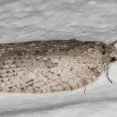 Isotenes miserana at Melba, ACT - 23 Jun 2022 11:40 PM