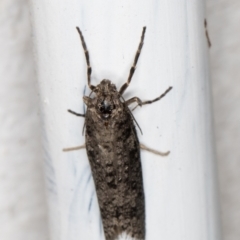 Lepidoscia (genus) ADULT (A Case moth) at Melba, ACT - 23 Jun 2022 by kasiaaus