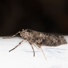 Lepidoscia (genus) ADULT at Melba, ACT - 23 Jun 2022 11:42 PM