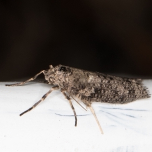 Lepidoscia (genus) ADULT at Melba, ACT - 23 Jun 2022