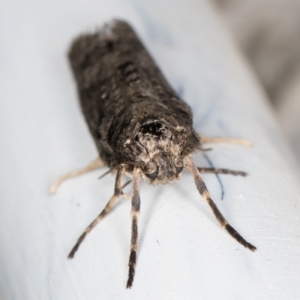 Lepidoscia (genus) ADULT at Melba, ACT - 23 Jun 2022