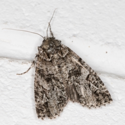 Chlenias ochrocrana (White-point Crest-moth) at Melba, ACT - 25 Jun 2022 by kasiaaus