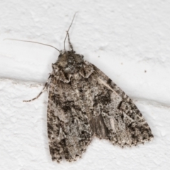 Chlenias ochrocrana (White-point Crest-moth) at Melba, ACT - 24 Jun 2022 by kasiaaus