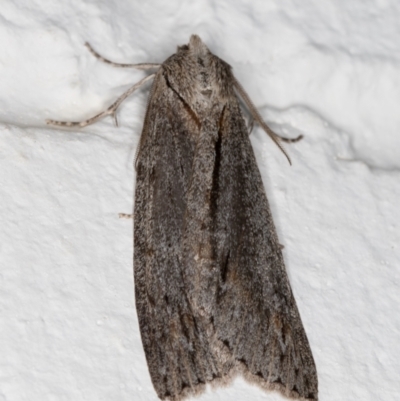 Chlenias nodosus (A geometer moth) at Melba, ACT - 25 Jun 2022 by kasiaaus
