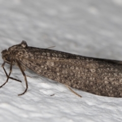 Lepidoscia saxosa at Melba, ACT - 25 Jun 2022