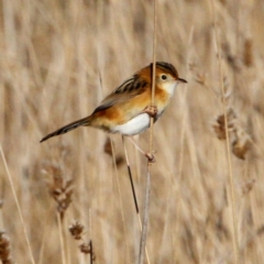 Cisticola exilis (Golden-headed Cisticola) at Throsby, ACT - 25 Jun 2022 by davobj