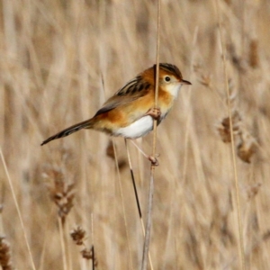 Cisticola exilis at Throsby, ACT - 26 Jun 2022 08:46 AM