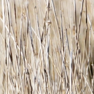 Cisticola exilis at Throsby, ACT - 26 Jun 2022