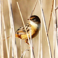 Cisticola exilis at Throsby, ACT - 26 Jun 2022