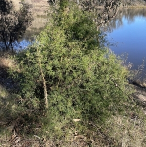 Clematis leptophylla at Googong, NSW - 26 Jun 2022 10:47 AM