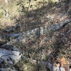 Pomaderris betulina subsp. betulina (Birch Pomaderris) at Googong Foreshore - 26 Jun 2022 by Mavis