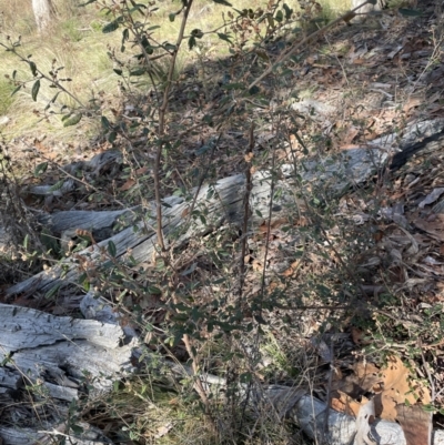 Pomaderris betulina subsp. betulina (Birch Pomaderris) at Googong Foreshore - 26 Jun 2022 by Mavis