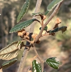 Pomaderris betulina subsp. betulina at Googong, NSW - 26 Jun 2022 10:22 AM