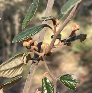 Pomaderris betulina subsp. betulina at Googong, NSW - 26 Jun 2022 10:22 AM