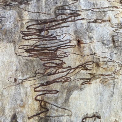 Eucalyptus rossii (Inland Scribbly Gum) at QPRC LGA - 26 Jun 2022 by Mavis