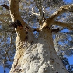 Eucalyptus rossii at Googong Foreshore - 26 Jun 2022 10:26 AM