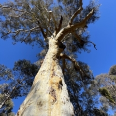 Eucalyptus rossii at Googong Foreshore - 26 Jun 2022 10:26 AM