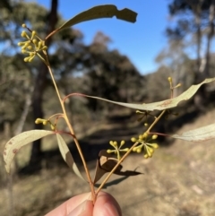 Eucalyptus rossii at Googong Foreshore - 26 Jun 2022 10:26 AM