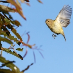 Smicrornis brevirostris (Weebill) at Gungahlin, ACT - 26 Jun 2022 by pjpiper