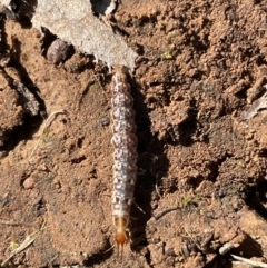 Osmylidae sp. (family) (Osmylid lacewing) at QPRC LGA - 26 Jun 2022 by Mavis