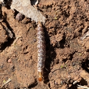 Osmylidae sp. (family) at Jerrabomberra, NSW - 26 Jun 2022