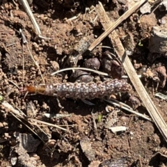 Osmylidae sp. (family) at Jerrabomberra, NSW - 26 Jun 2022