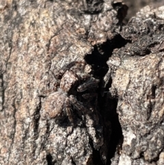 Servaea sp. (genus) (Unidentified Servaea jumping spider) at QPRC LGA - 26 Jun 2022 by Mavis