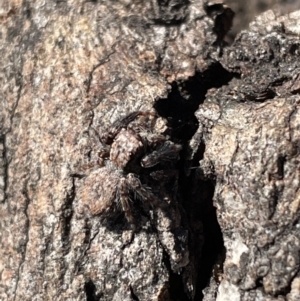 Servaea sp. (genus) at Jerrabomberra, NSW - 26 Jun 2022