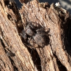 Servaea sp. (genus) at Jerrabomberra, NSW - 26 Jun 2022