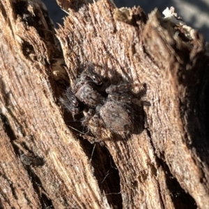 Servaea sp. (genus) at Jerrabomberra, NSW - 26 Jun 2022