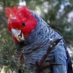 Callocephalon fimbriatum (Gang-gang Cockatoo) at Aranda Bushland - 25 Jun 2022 by JanetNelson