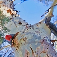 Callocephalon fimbriatum at Cook, ACT - suppressed