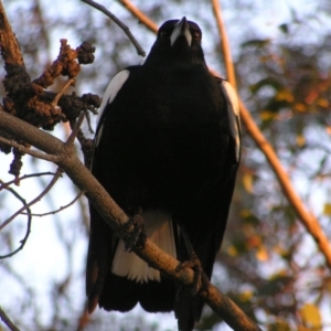 Gymnorhina tibicen at Red Hill, ACT - 26 Jun 2022