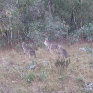 Macropus giganteus at Red Hill, ACT - 26 Jun 2022