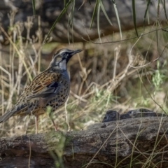 Cinclosoma punctatum (Spotted Quail-thrush) at Burrinjuck Nature Reserve - 24 Jun 2022 by trevsci