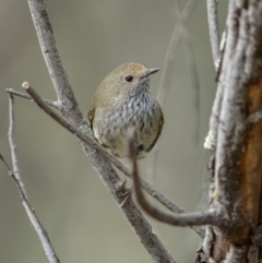 Acanthiza pusilla (Brown Thornbill) at Burrinjuck Nature Reserve - 25 Jun 2022 by trevsci