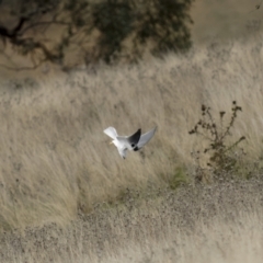 Elanus axillaris (Black-shouldered Kite) at Woolgarlo, NSW - 25 Jun 2022 by trevsci
