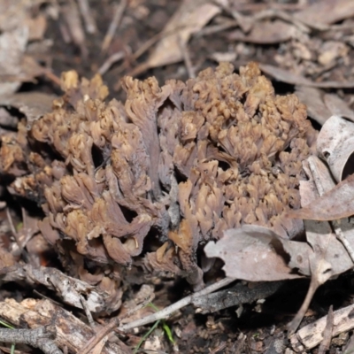 Clavulina cinerea/vinaceocervina at Acton, ACT - 26 Jun 2022 by TimL