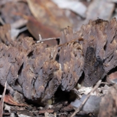 Clavulina cinerea/vinaceocervina at Acton, ACT - 26 Jun 2022 by TimL