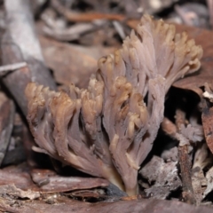 Clavulina cinerea/vinaceocervina at Acton, ACT - 26 Jun 2022 by TimL