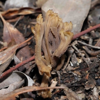 Clavulina vinaceocervina at ANBG - 26 Jun 2022 by TimL