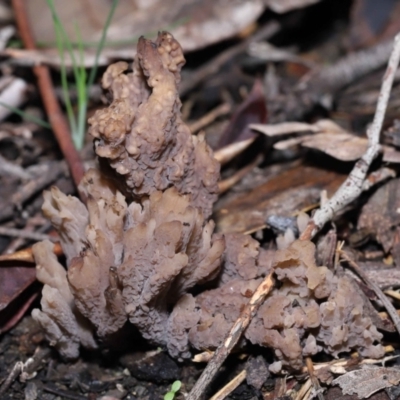 Clavulina cinerea/vinaceocervina at ANBG - 26 Jun 2022 by TimL