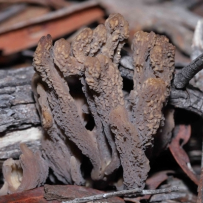 Clavulina cinerea/vinaceocervina at Acton, ACT - 26 Jun 2022 by TimL